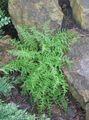 zelená Dekoratívne rastliny Seno Voňajúce Papraď paprade, Dennstaedtia fotografie, pestovanie a popis, vlastnosti a pestovanie