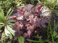 Photo Heuchera, Coral flower, Coral Bells, Alumroot Leafy Ornamentals description, characteristics and growing