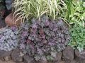 purpurs Dekoratīvie Augi Heuchera, Koraļļu Ziedu, Koraļļu Zvaniņi, Alumroot lapu dekoratīvie augi Foto, audzēšana un apraksts, raksturlielumi un augošs