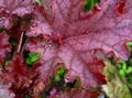 Photo Heuchera, Coral flower, Coral Bells, Alumroot Leafy Ornamentals description, characteristics and growing