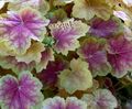 pestrobarevný Dekorativní rostliny Heuchera, Korálový Květina, Korálové Zvony, Alumroot dekorativní-listnaté fotografie, kultivace a popis, charakteristiky a pěstování