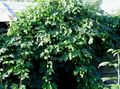 verde Plante Ornamentale Hop plante ornamentale cu frunze, Humulus lupulus fotografie, cultivare și descriere, caracteristici și în creștere