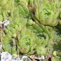 Photo Houseleek Succulents description, characteristics and growing