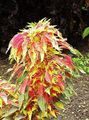 multicolor Joseph’s coat, Fountain plant, Summer Poinsettia, Tampala, Chinese Spinach, Vegetable Amaranth, Een Choy leafy ornamentals, Amaranthus-Tricolor Photo, cultivation and description, characteristics and growing
