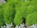 Photo Kochia, Burning Bush, Summer Cypress, Mexican Fireweed, Belvedere Leafy Ornamentals description, characteristics and growing