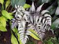 Photo Lady fern, Japanese painted fern  description, characteristics and growing
