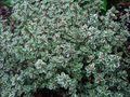 彩色 观赏植物 柠檬百里香 绿叶观赏植物, Thymus-citriodorus 照, 养殖 和 描述, 特点 和 成长