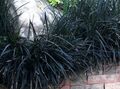 Foto Lily-Rasen, Schlangenbart, Schwarzer Drache, Schwarz Mondo Gras Dekorative-Laub Beschreibung, Merkmale und wächst