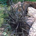 Photo Lily-turf, Snake's beard, Black Dragon, Black Mondo Grass Leafy Ornamentals description, characteristics and growing