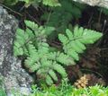 zaļš Dekoratīvie Augi Kaļķakmens Ozols Papardes, Aromātisks Ozols Papardes, Gymnocarpium Foto, audzēšana un apraksts, raksturlielumi un augošs