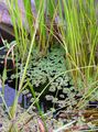Photo Mosquito Plant, Mosquito Fern  description, characteristics and growing