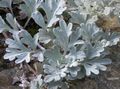 Photo Mugwort dwarf Leafy Ornamentals description, characteristics and growing