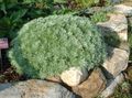 zlatan Ukrasne Biljke Mugwort Patuljak ukrasno lisnata, Artemisia Foto, uzgajanje i opis, karakteristike i uzgoj