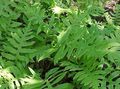 Photo Netted Chain Fern  description, characteristics and growing