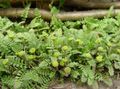 Photo New Zealand Brass Buttons Leafy Ornamentals description, characteristics and growing