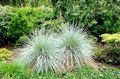 golden Dekorative Pflanzen Neuseeland Haar Segge getreide, Carex Foto, Anbau und Beschreibung, Merkmale und wächst