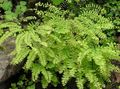 Photo Northern Maidenhair Fern, Five-finger fern, Five-fingered Maidenhair, American Maidenhair  description, characteristics and growing