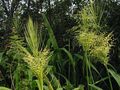 gaiši zaļš Dekoratīvie Augi Ziemeļu Savvaļas Rīsi graudaugi, Zizania aquatica Foto, audzēšana un apraksts, raksturlielumi un augošs