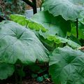 绿 观赏植物 Parasoll Blad，盾叶罗杰的花 绿叶观赏植物, Astilboides-tabularis 照, 养殖 和 描述, 特点 和 成长
