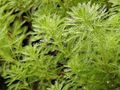 grøn Prydplanter Papegøje Fjer, Parrotfeather Vand Milfoil vandplanter, Myriophyllum Foto, dyrkning og beskrivelse, egenskaber og voksende