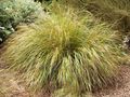 Foto Fasanenschwanz Gras, Federgras, Neuseeland Wind Gras Getreide Beschreibung, Merkmale und wächst
