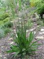 green Plantain, Rat's Tails, Travellers Foot, Waybread, Cuckoo's Bread leafy ornamentals, Plantago Photo, cultivation and description, characteristics and growing