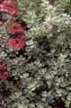 argintiu Plante Ornamentale Plectostachys plante ornamentale cu frunze fotografie, cultivare și descriere, caracteristici și în creștere