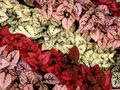 Foto Tupfen-Anlage, Sommersprossen Gesicht Dekorative-Laub Beschreibung, Merkmale und wächst