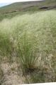 Foto Stachelschweingras Getreide Beschreibung, Merkmale und wächst