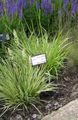 groen Sierplanten Paarse Heide Gras granen, Molinia caerulea foto, teelt en beschrijving, karakteristieken en groeiend