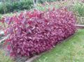 Photo Red Orach, Mountain Spinach Leafy Ornamentals description, characteristics and growing