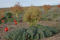 Photo Rhubarb, Pieplant, Da Huang Leafy Ornamentals description, characteristics and growing