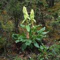 Photo Rhubarb, Pieplant, Da Huang Leafy Ornamentals description, characteristics and growing