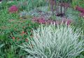 veelkleurig Sierplanten Lint Gras, Rietgras, Jarretels Tuinman granen, Phalaroides foto, teelt en beschrijving, karakteristieken en groeiend
