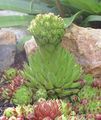 mynd Rosularia Succulents lýsing, einkenni og vaxandi