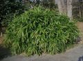 Foto Sasa, Sasaella, Laub Bambus, Bambus Palmata Getreide Beschreibung, Merkmale und wächst