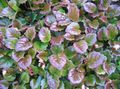 pestrobarevný Dekorativní rostliny Schizocodon dekorativní-listnaté fotografie, kultivace a popis, charakteristiky a pěstování