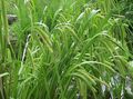groen Sierplanten Zegge lommerrijke sierplanten, Carex foto, teelt en beschrijving, karakteristieken en groeiend