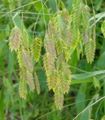 green Ornamental Plants Spangle grass, Wild oats, Northern Sea Oats cereals, Chasmanthium Photo, cultivation and description, characteristics and growing
