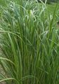 Photo Spartina, Prairie Cord Grass Cereals description, characteristics and growing