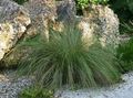 hell-grün Dekorative Pflanzen Spartina, Präriegras getreide Foto, Anbau und Beschreibung, Merkmale und wächst