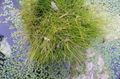 grön Dekorativa Växter Spik Rusa säd, Eleocharis Fil, uppodling och beskrivning, egenskaper och odling