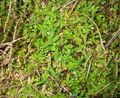 Foto Frühlingswiese Spikemoss, Schweizer Bärlapp Farne Beschreibung, Merkmale und wächst