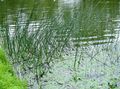 zelená Dekorativní rostliny Pravý Sítina vodní, Scirpus lacustris fotografie, kultivace a popis, charakteristiky a pěstování