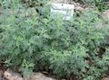 sølv Prydplanter Malurt, Burot frokostblandinger, Artemisia Bilde, dyrking og beskrivelse, kjennetegn og voksende
