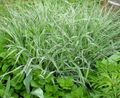 Photo Yorkshire Fog, Creeping Velvet Grass Cereals description, characteristics and growing