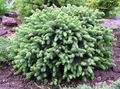 light blue Ornamental Plants Alberta Spruce, Black Hills Spruce, White Spruce, Canadian Spruce, Picea glauca Photo, cultivation and description, characteristics and growing