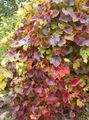 grün Dekorative Pflanzen Amur Trauben, Vitis amurensis Foto, Anbau und Beschreibung, Merkmale und wächst