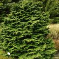 green Ornamental Plants Atlantic White Cedar, Hinoki False Cypress, Chamaecyparis Photo, cultivation and description, characteristics and growing