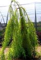 verde deschis Plante Ornamentale Chiparos Chel, Taxodium distichum fotografie, cultivare și descriere, caracteristici și în creștere